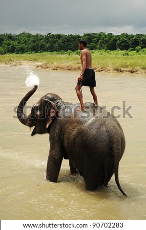 CHITWAN NATIONAL PARK, SAURAHA, NEPAL - SEPTEMBER 1: An unidentified man washes an Asian Elephant on September 1, 2010. Wild Asian Elephant belongs to endangered species list.