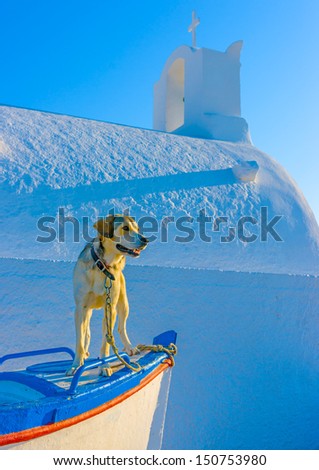 Cute small dog sitting on a fishing boat out of a small white church in Oia the most beautiful village of Santorini island in Greece