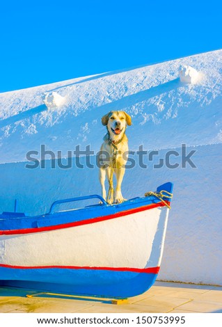 Cute small dog sitting on a fishing boat out of a small white church in Oia the most beautiful village of Santorini island in Greece