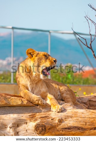pretty female lion screaming while lying