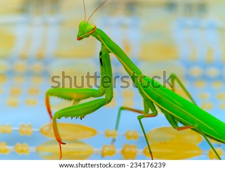 close up photo of a beautiful big praying Mantis green insect