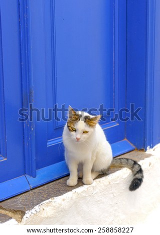 cute cat sitting in front  of a door at Hydra island in Greece