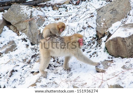 Monkey mom and her baby located in Snow Monkey, Nagono Japan.