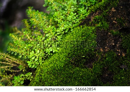 Moss : a little plant on the rock.