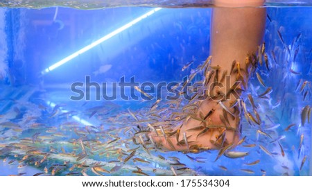Pedicure fish spa treatment. Close up of fish and feet in blue water.