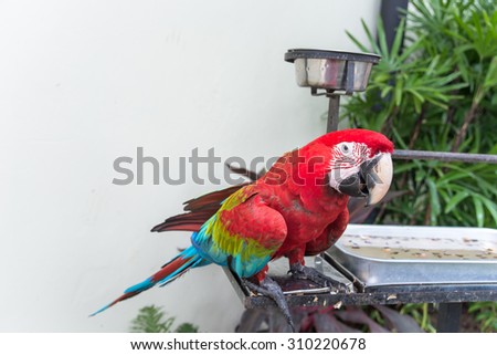 Scarlet macaws (Ara macao)