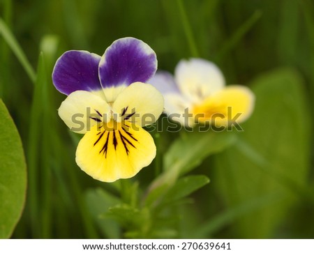 Wild pansy over the green background