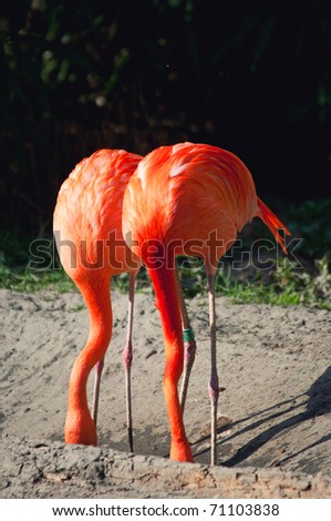 Flamingos And Ostriches
