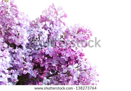 Bouquet of  lilac on a white background