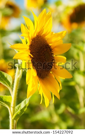 Sunflower in full bloom in field of sunflowers on a sunny day