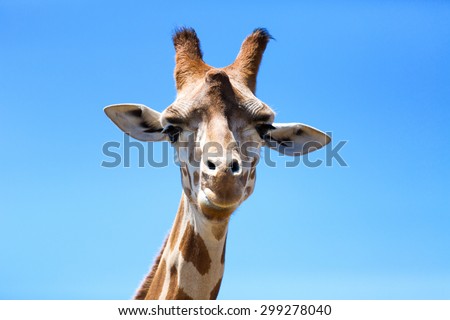Portrait of a curious giraffe (Giraffa camelopardalis) over blue sky with white clouds in wildlife sanctuary. Australi.