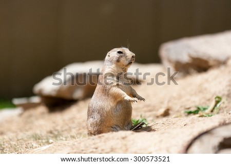 Black-tailed prairie dog in it home area.