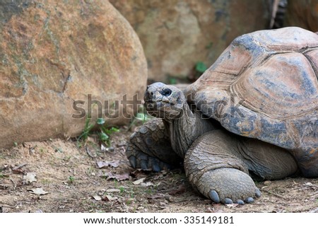 Giant Big Galapgos Earth Tortoise Turtle on the Floor.