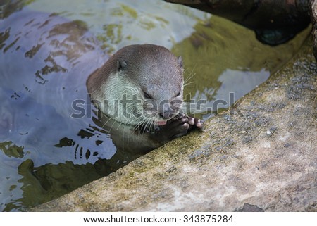 Otter eating the fish in the pool