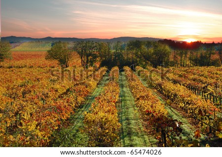 Sonoma California Vineyards Near Sebastopol. Winery and Vineyards of Sonoma Wine County