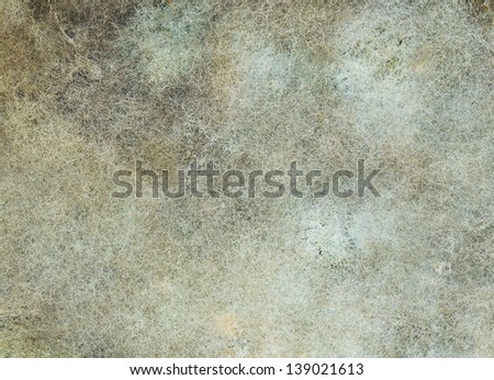 Mold fungus and stained textured wall surface.