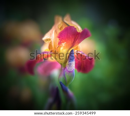Iris flower on dark background.Luminous in darkness Iris flower.