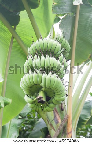 Green banana hanging on a branch of a banana tree