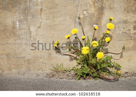 Yellow dandelion flowers growing trough asphalt in sunlight.
