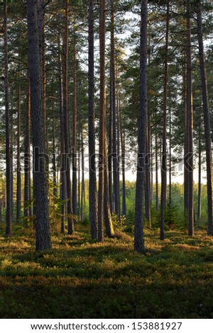 A Nordic Pine forest in evening light.