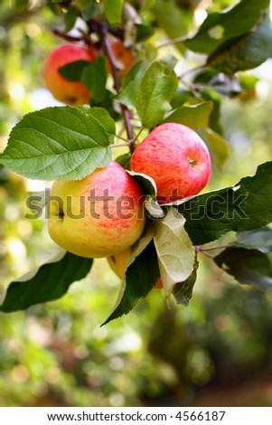 Branch of an apple tree. Short depth-of-field