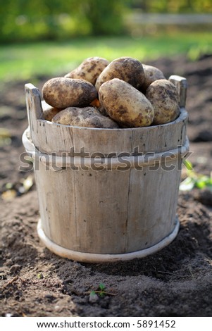 Harvested potatoes in a wooden bucket
