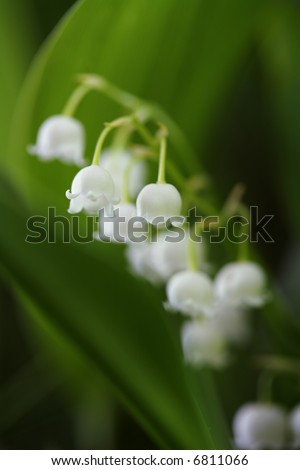 Lily of the Valley (Convallaria majalis), very short depth-of-field