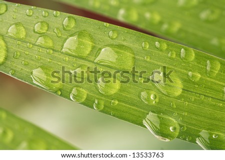 Plant leaf with water beads