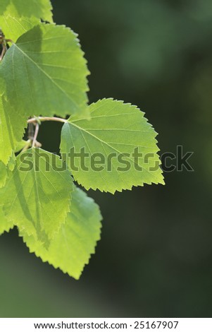 pictures of elm tree leaves. elm tree leaves. elm tree