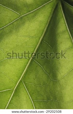 Closeup of the veins of a plant leaf