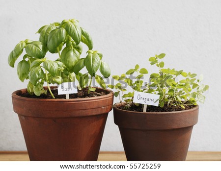 Basil and oregano herbs growing in clay pots.