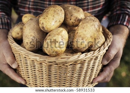 Farmer showing harvested potatoes in a wicker basket. Very shor depth-of-field.