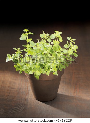 Oregano herb plant potted in a clay pot.