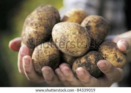 Farmer holding harvested dirty potatoes in his hands. Very short depth-of-field.