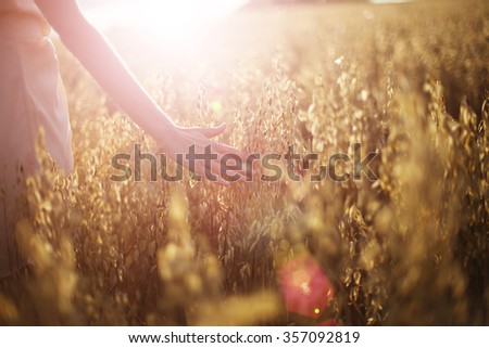 Blurred hand touching wheat spikes with her hand at sunset