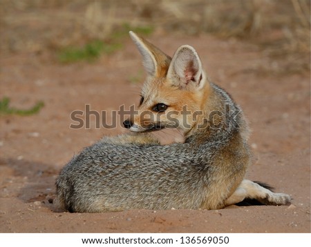 Cape silver fox