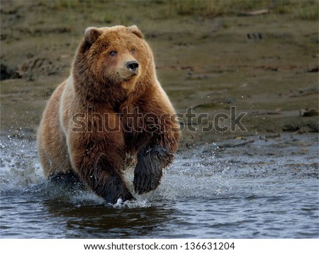 Brown bear at Lake Clark chasing salmon