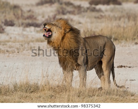 old teeth, lion face,