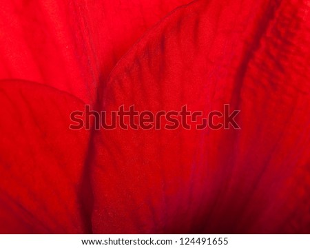 Red flowers, bouquet of gerber
