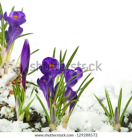 Snowdrops and crocuses on snow in a sunny day