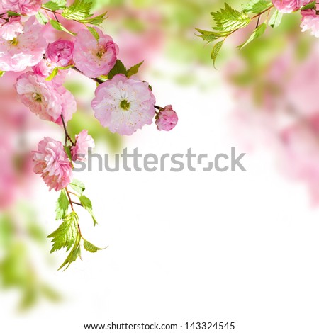 Pink flower of an Oriental cherry in a spring garden