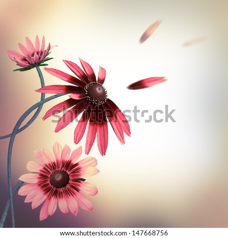 Multi-colored gerbera daisies on a white background