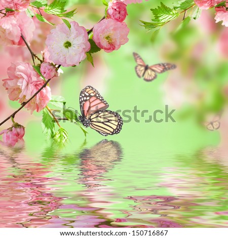 Pink Flower Of An Oriental Cherry In And Butterfly