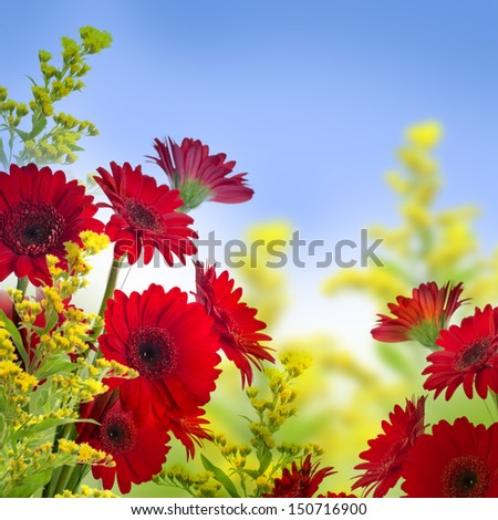 Multi-colored gerbera daisies on a white background