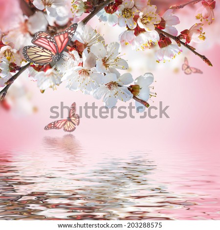 Apricot flowers in spring, floral background