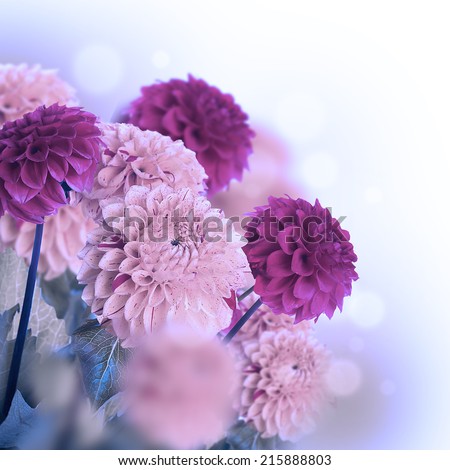 Colorful autumn chrysanthemums with flares, floral background