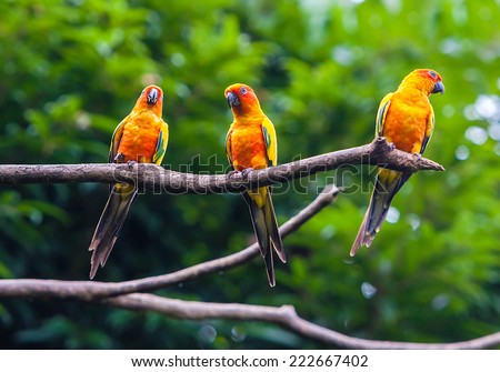 Exotic parrots sit on a branch, wildlife