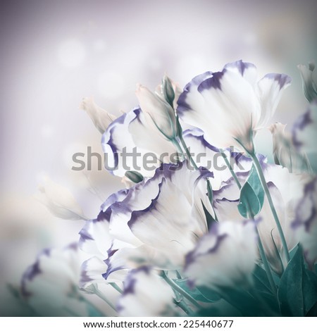 Bouquet of delicate roses, floral background