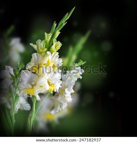 Fresh gladiolus on black background, floral card