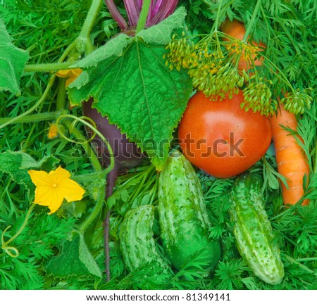 Tomato, carrots, cucumber, beet, fennel and parsley